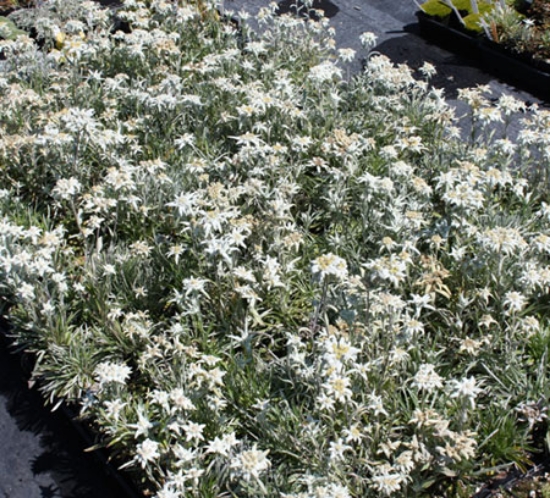 Edelweiss Perennials Leontopodium Alpinum Edelweiss