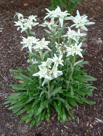 Edelweiss Perennials Leontopodium Alpinum Matterhorn