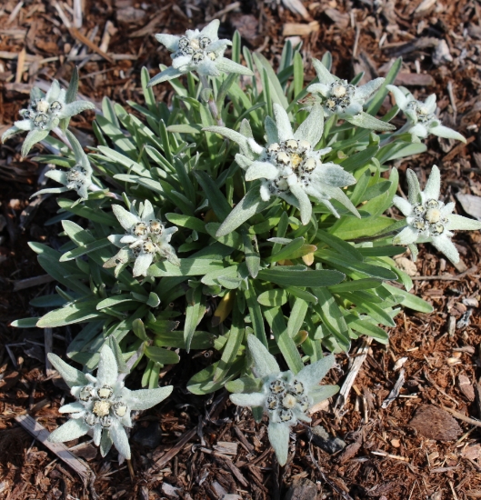 Edelweiss Perennials Leontopodium Alpinum Ep