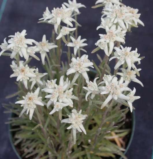 Edelweiss Perennials Leontopodium Alpinum Watzmann