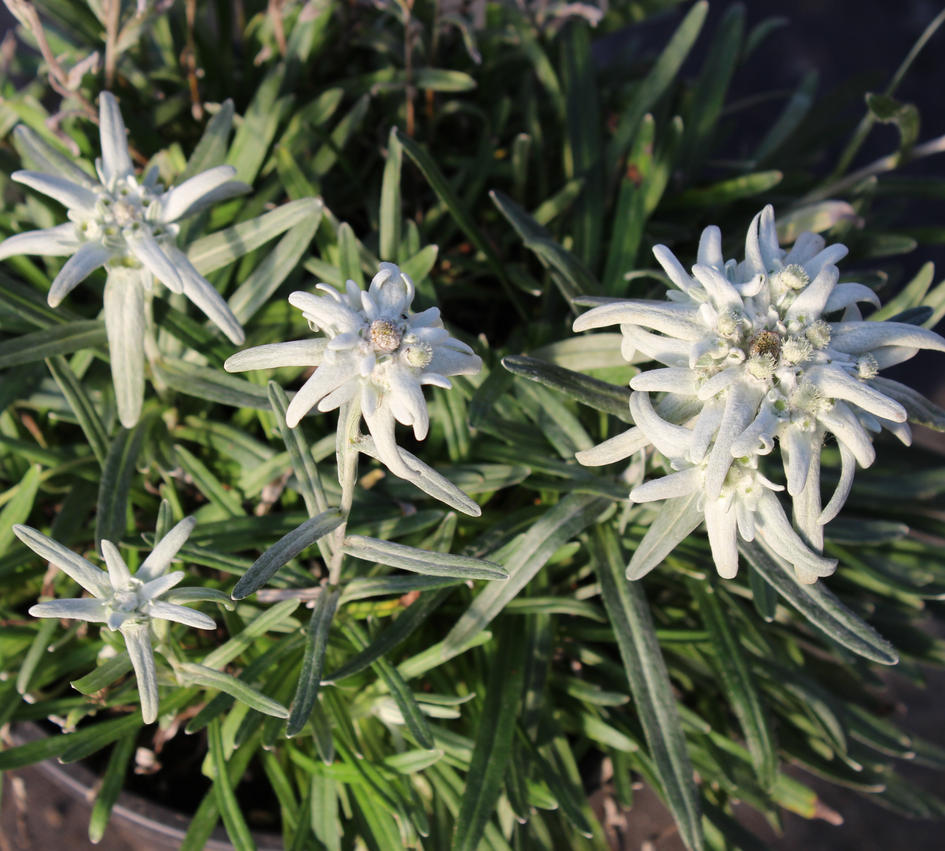 Edelweiss Perennials Leontopodium Alpinum Mont Blanc