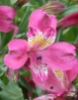 Picture of Alstroemeria Dark Pink