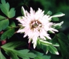 Picture of Anemone nemorosa 'Stammer Berg'