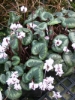 Picture of Cyclamen coum f. albissimum Marbled Leaf