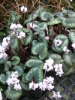 Picture of Cyclamen coum f. album Marbled Leaf