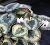 Picture of Cyclamen coum f. album Marbled Leaf