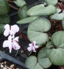 Picture of Cyclamen coum f. album Pewter Group