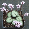 Picture of Cyclamen coum f. albissimum Pewter Group