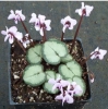 Picture of Cyclamen coum f. album Pewter Group