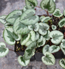 Picture of Cyclamen coum Marbled Leaf