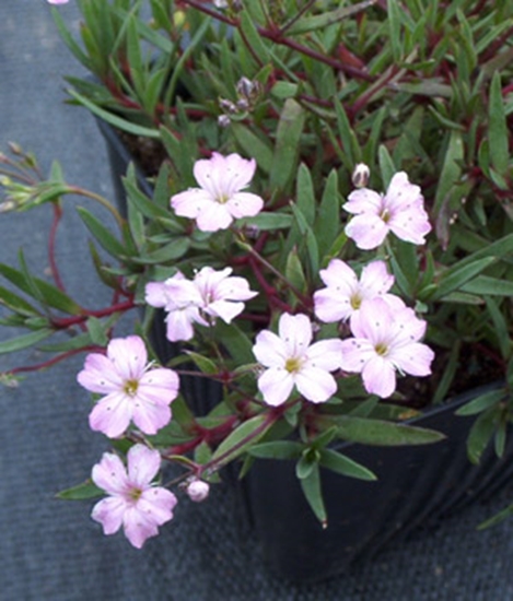 Picture of Gypsophila repens 'Red Neck'