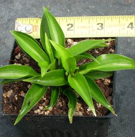 Picture of Hosta 'Shining Tot'
