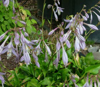 Picture of Hosta 'Shining Tot'