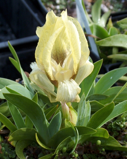 Picture of Iris suaveolens [I.mellita]
