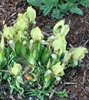 Picture of Iris suaveolens [I.mellita]