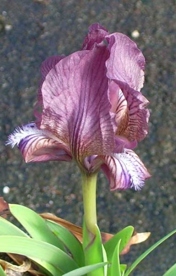 Picture of Iris suaveolens 'Rubromarginata'