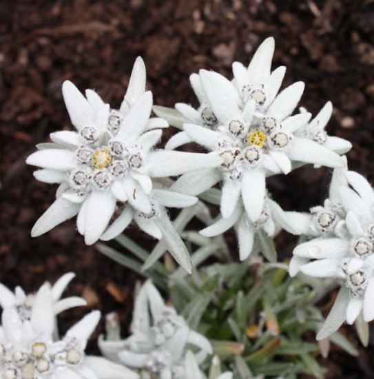 Picture of Leontopodium alpinum