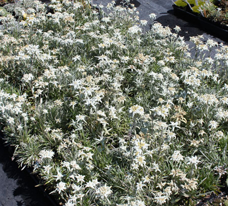 Edelweiss Perennials. Leontopodium alpinum EDELWEISS