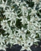 Picture of Leontopodium alpinum