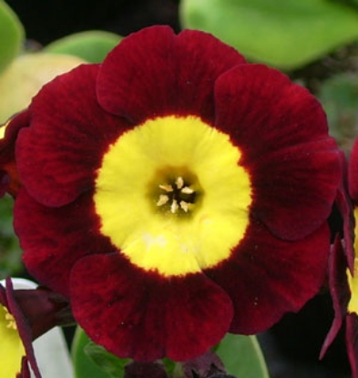 Edelweiss Perennials. Primula