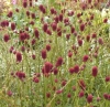Picture of Sanguisorba officinalis 'Tanna'