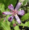Picture of Tricyrtis 'Empress'