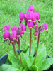 Picture of Dodecatheon pulchellum 'Red Wings'
