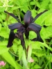 Picture of Iris chrysographes black form