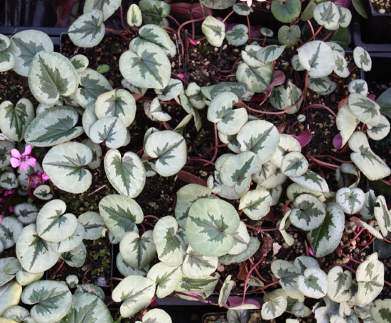 Edelweiss Perennials. Cyclamen coum Christmas Tree Group