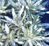 In certain conditions, the variegation can be almost white
