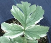 Picture of Hydrophyllum tenuipes EP Variegated