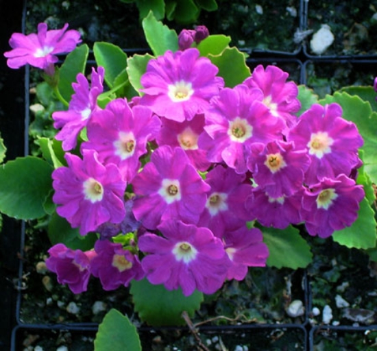 Picture of Primula 'Boothman'