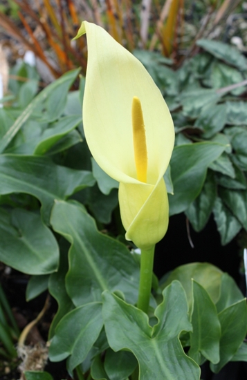 Picture of Arum creticum