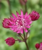 Picture of Astrantia major 'Ruby Wedding'