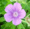 Picture of Geranium 'Sirak'