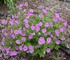 Picture of Geranium 'Sirak'