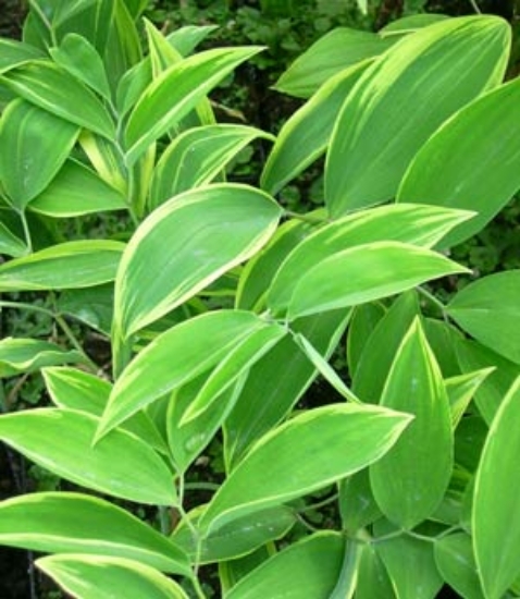 Picture of Uvularia sessilifolia 'Cobblewood Gold'