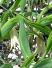 Picture of Uvularia sessilifolia 'Cobblewood Gold'