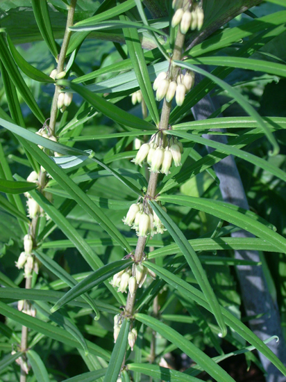 Picture of Polygonatum stewartianum