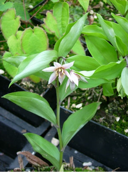 Picture of Disporum smilacinum 'Pink Star'