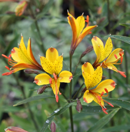 Picture of Alstroemeria 'Glory of the Andes'