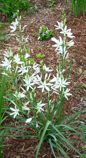 Picture of Anthericum liliago 'Major'