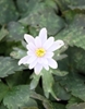 Picture of Anemone keiskeiana