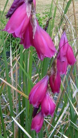 https://edelweissperennials.blob.core.windows.net/gallery/0000283_dierama-hybr-dark-violet-seedlings.jpeg