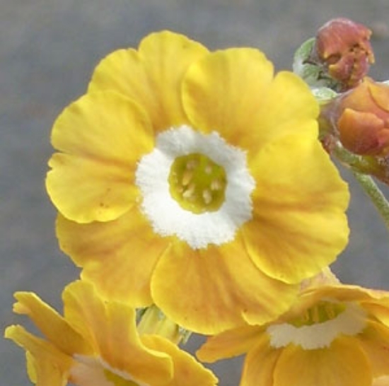 Picture of Primula auricula 'Old Mustard'