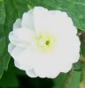 Picture of Ranunculus aconitifolius 'Flore Pleno'
