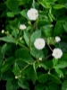 Picture of Ranunculus aconitifolius 'Flore Pleno'