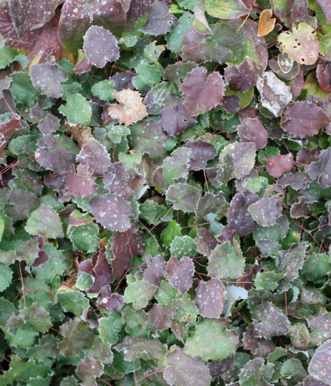 Edelweiss Perennials. Epimedium pauciflorum