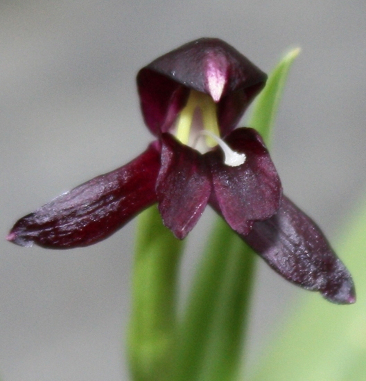 Picture of Roscoea scillifolia black form