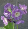 Picture of Primula pubescens lavender
